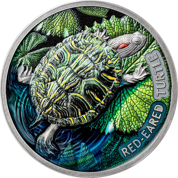 Red-eared Turtle